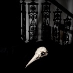 Bird skull