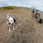 Læsø dog